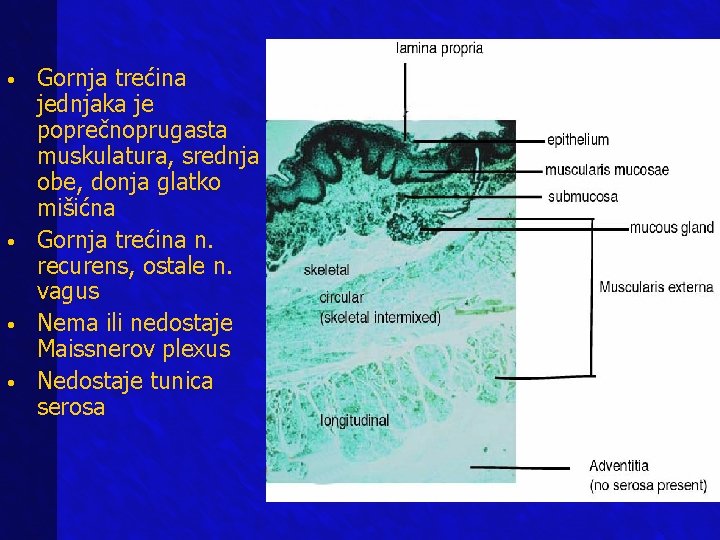 • • Gornja trećina jednjaka je poprečnoprugasta muskulatura, srednja obe, donja glatko mišićna • • Gornja trećina jednjaka je poprečnoprugasta muskulatura, srednja obe, donja glatko mišićna