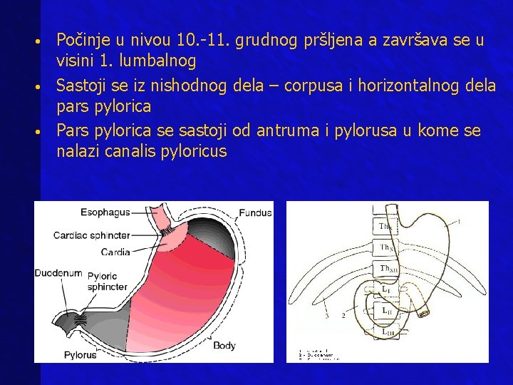 • • • Počinje u nivou 10. -11. grudnog pršljena a završava se • • • Počinje u nivou 10. -11. grudnog pršljena a završava se
