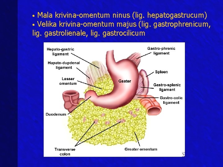 Mala krivina-omentum ninus (lig. hepatogastrucum) • Velika krivina-omentum majus (lig. gastrophrenicum, lig. gastrolienale, lig. Mala krivina-omentum ninus (lig. hepatogastrucum) • Velika krivina-omentum majus (lig. gastrophrenicum, lig. gastrolienale, lig.