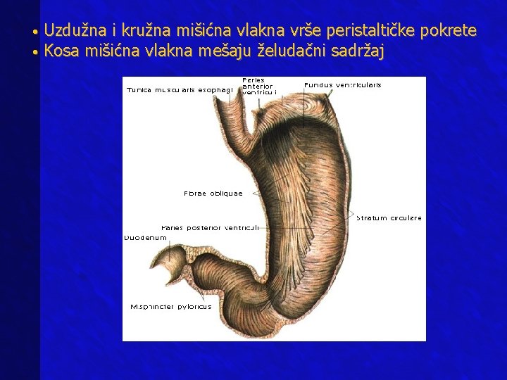 Uzdužna i kružna mišićna vlakna vrše peristaltičke pokrete • Kosa mišićna vlakna mešaju želudačni Uzdužna i kružna mišićna vlakna vrše peristaltičke pokrete • Kosa mišićna vlakna mešaju želudačni
