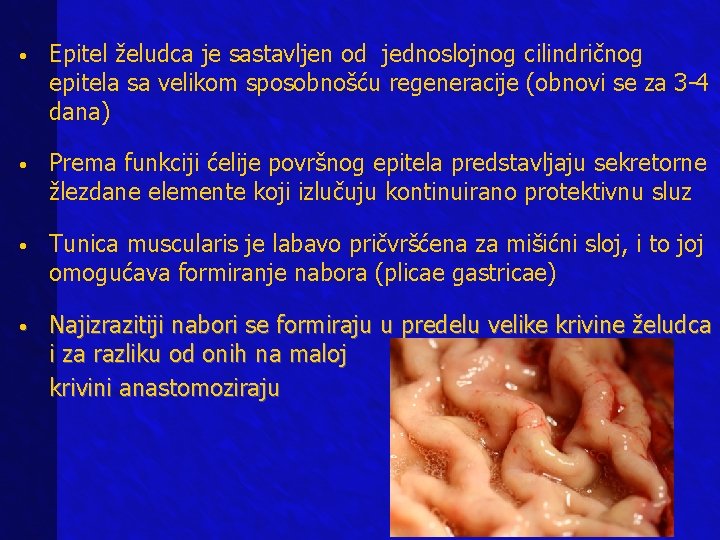 • Epitel želudca je sastavljen od jednoslojnog cilindričnog epitela sa velikom sposobnošću regeneracije • Epitel želudca je sastavljen od jednoslojnog cilindričnog epitela sa velikom sposobnošću regeneracije