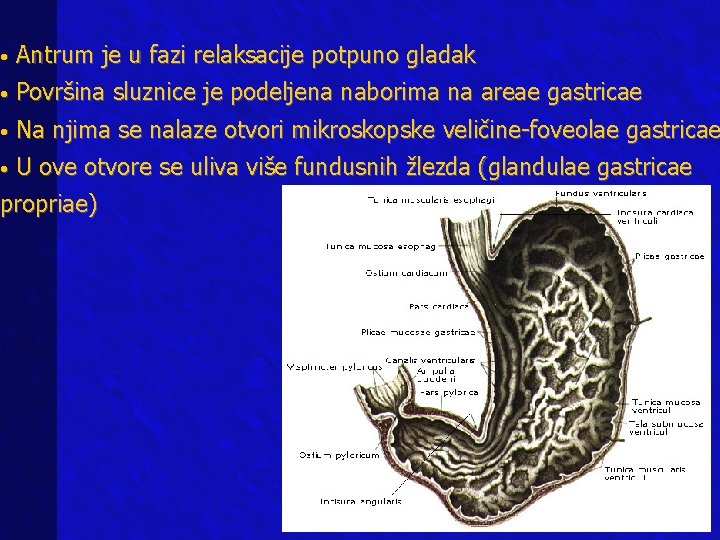 • Antrum je u fazi relaksacije potpuno gladak • Površina sluznice je podeljena • Antrum je u fazi relaksacije potpuno gladak • Površina sluznice je podeljena