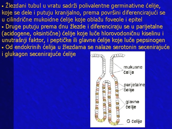 Žlezdani tubul u vratu sadrži polivalentne germinativne ćelije, koje se dele i putuju kranijalno, Žlezdani tubul u vratu sadrži polivalentne germinativne ćelije, koje se dele i putuju kranijalno,
