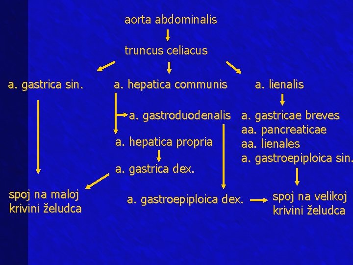 aorta abdominalis truncus celiacus a. gastrica sin. a. hepatica communis a. lienalis a. gastroduodenalis aorta abdominalis truncus celiacus a. gastrica sin. a. hepatica communis a. lienalis a. gastroduodenalis