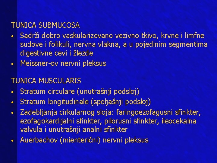 TUNICA SUBMUCOSA • Sadrži dobro vaskularizovano vezivno tkivo, krvne i limfne sudove i folikuli, TUNICA SUBMUCOSA • Sadrži dobro vaskularizovano vezivno tkivo, krvne i limfne sudove i folikuli,