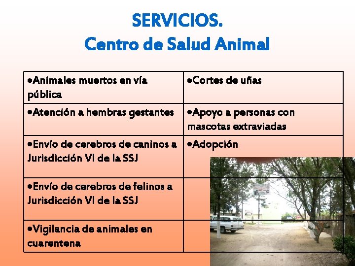 SERVICIOS. Centro de Salud Animales muertos en vía pública Atención a hembras gestantes Cortes