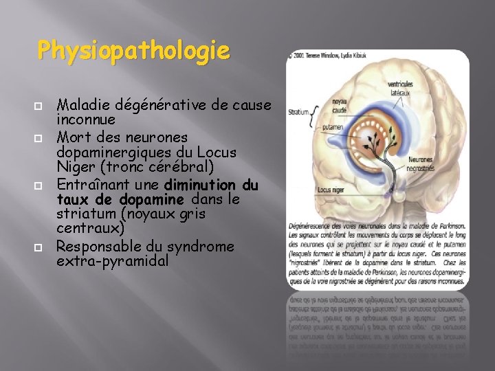 Physiopathologie Maladie dégénérative de cause inconnue Mort des neurones dopaminergiques du Locus Niger (tronc