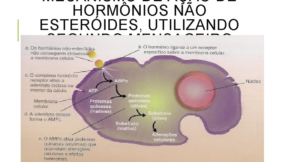 MECANISMO DE AÇÃO DE HORMÔNIOS NÃO ESTERÓIDES, UTILIZANDO SEGUNDO MENSAGEIRO 