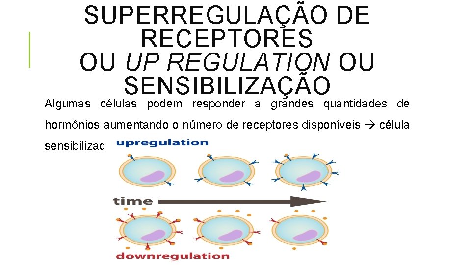 SUPERREGULAÇÃO DE RECEPTORES OU UP REGULATION OU SENSIBILIZAÇÃO Algumas células podem responder a grandes