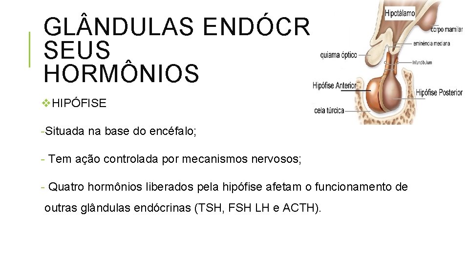 GL NDULAS ENDÓCRINAS E SEUS HORMÔNIOS v. HIPÓFISE -Situada na base do encéfalo; -