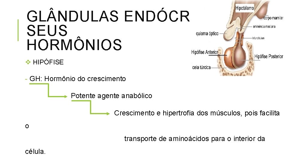 GL NDULAS ENDÓCRINAS E SEUS HORMÔNIOS v HIPÓFISE - GH: Hormônio do crescimento Potente