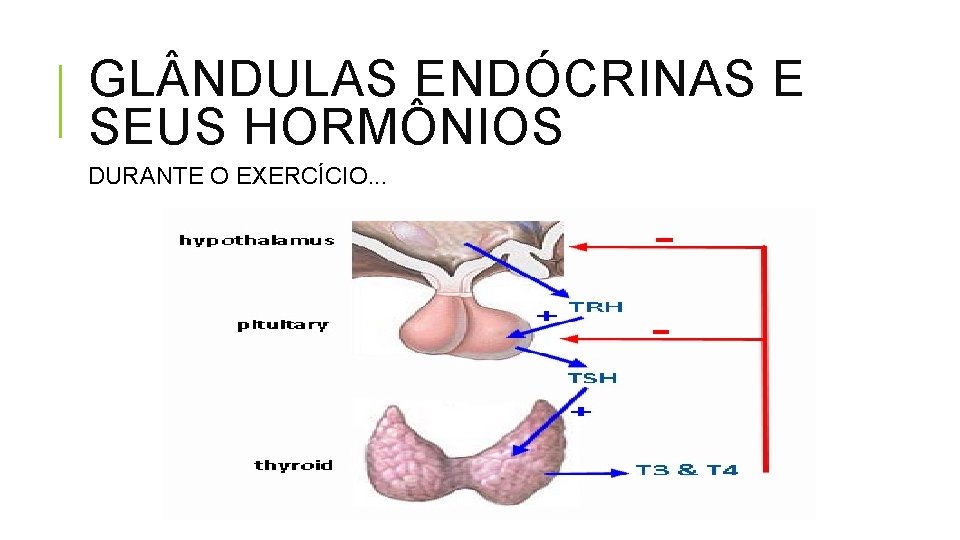 GL NDULAS ENDÓCRINAS E SEUS HORMÔNIOS DURANTE O EXERCÍCIO. . . 