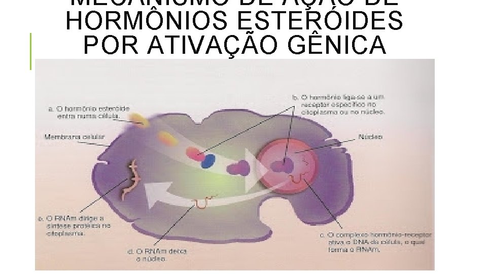 MECANISMO DE AÇÃO DE HORMÔNIOS ESTERÓIDES POR ATIVAÇÃO GÊNICA DIRETA 