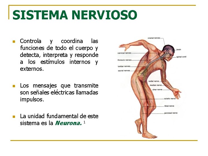 SISTEMA NERVIOSO n n n Controla y coordina las funciones de todo el cuerpo