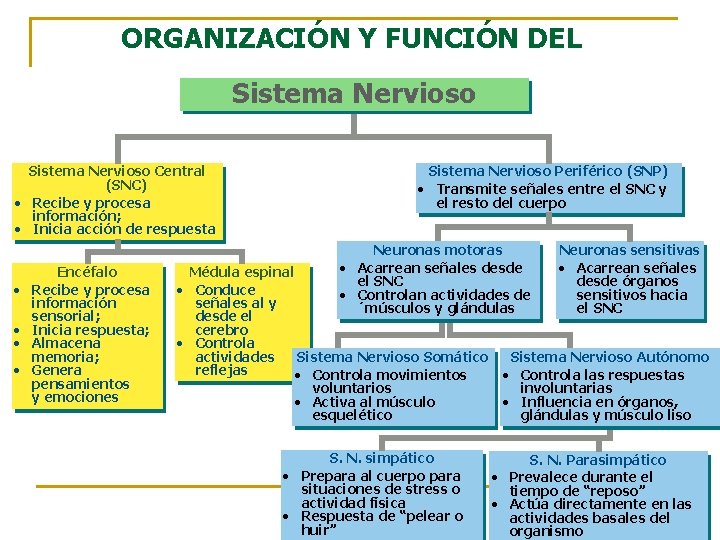 ORGANIZACIÓN Y FUNCIÓN DEL Sistema Nervioso Central (SNC) • Recibe y procesa información; •