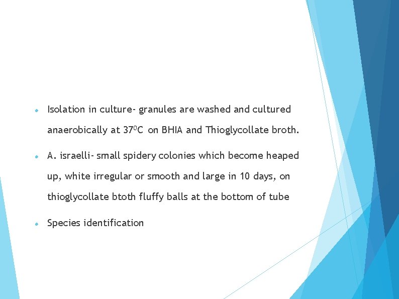  Isolation in culture- granules are washed and cultured anaerobically at 370 C on