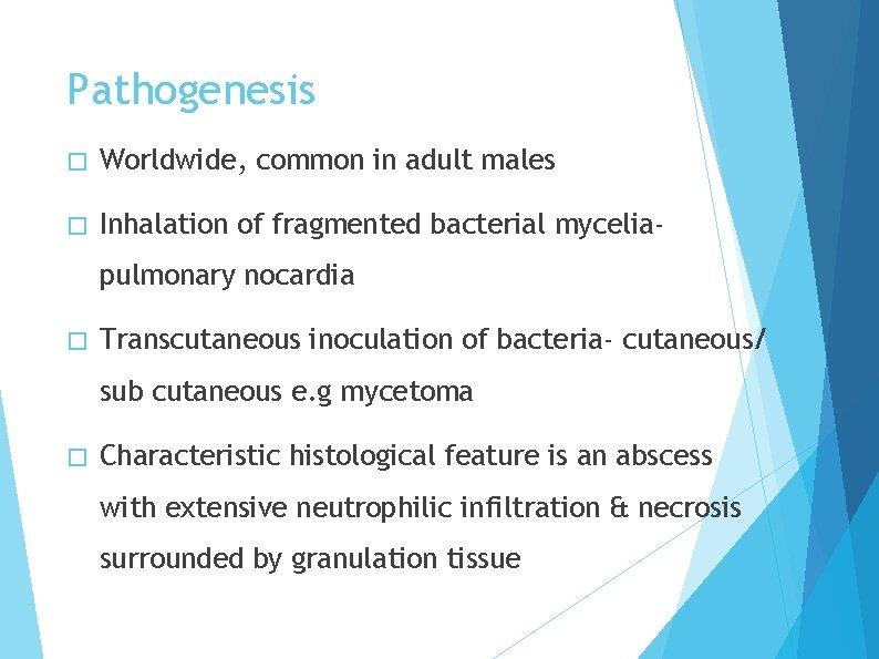Pathogenesis � Worldwide, common in adult males � Inhalation of fragmented bacterial myceliapulmonary nocardia