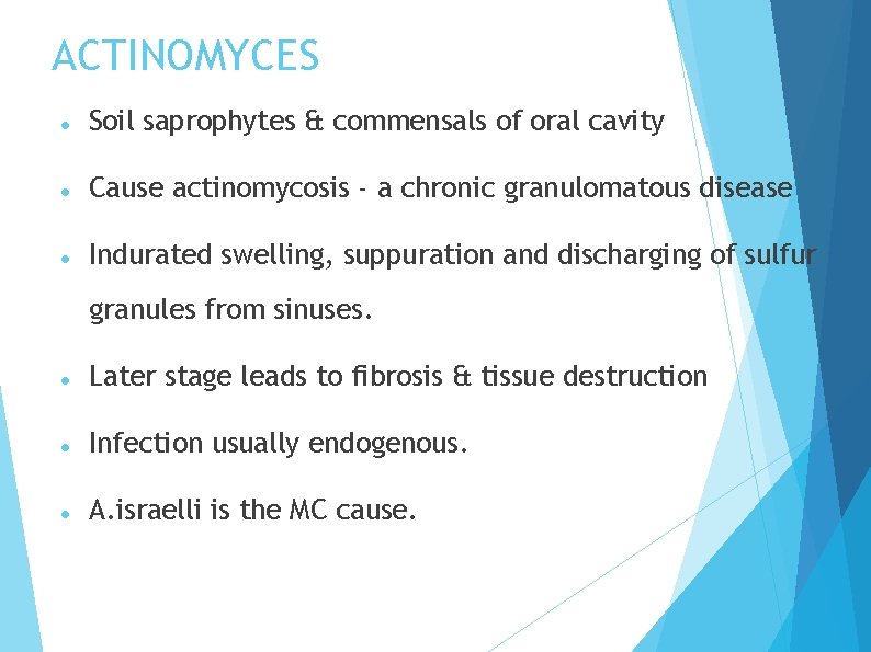 ACTINOMYCES Soil saprophytes & commensals of oral cavity Cause actinomycosis - a chronic granulomatous