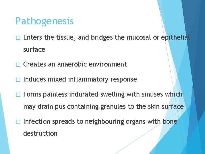 Pathogenesis � Enters the tissue, and bridges the mucosal or epithelial surface � Creates