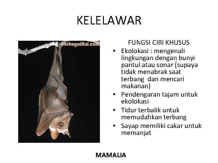 CIRI KHUSUS HEWAN KELELAWAR FUNGSI CIRI KHUSUS Ekolokasi