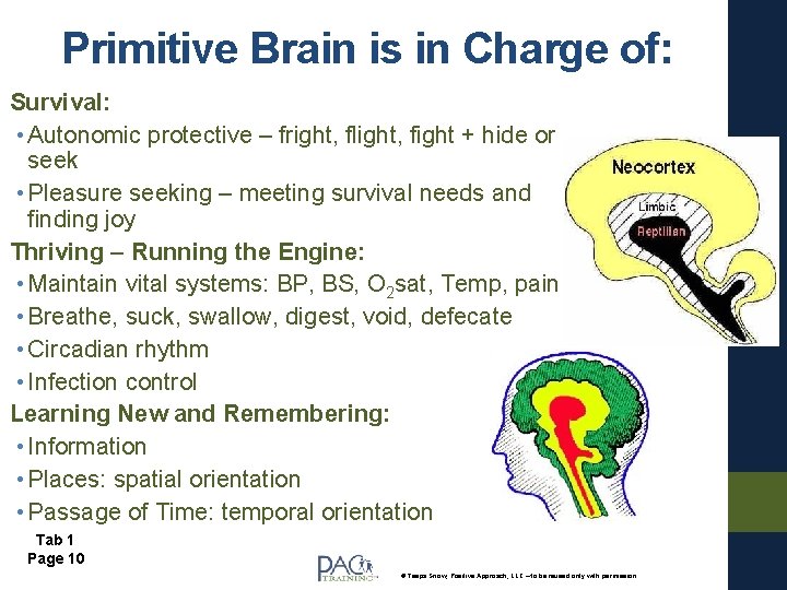 Primitive Brain is in Charge of: Survival: • Autonomic protective – fright, flight, fight