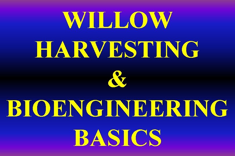 WILLOW HARVESTING & BIOENGINEERING BASICS 