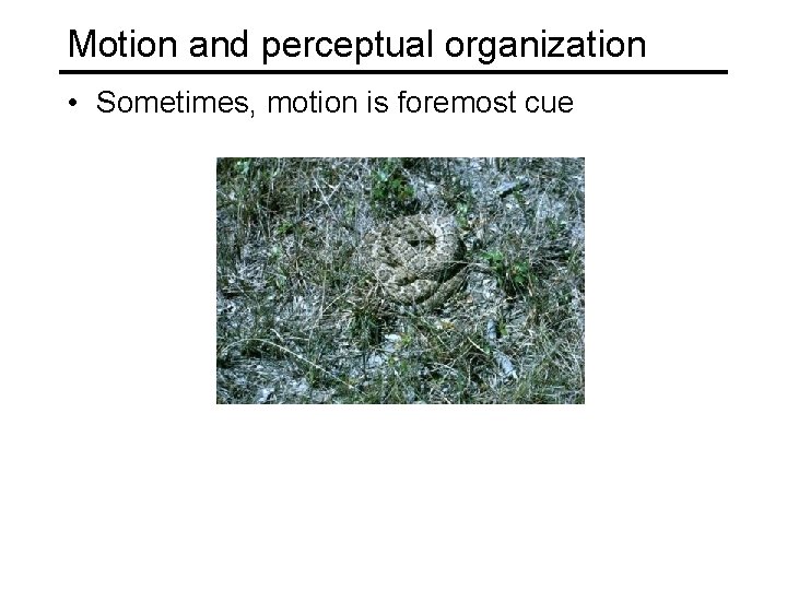 Motion and perceptual organization • Sometimes, motion is foremost cue 