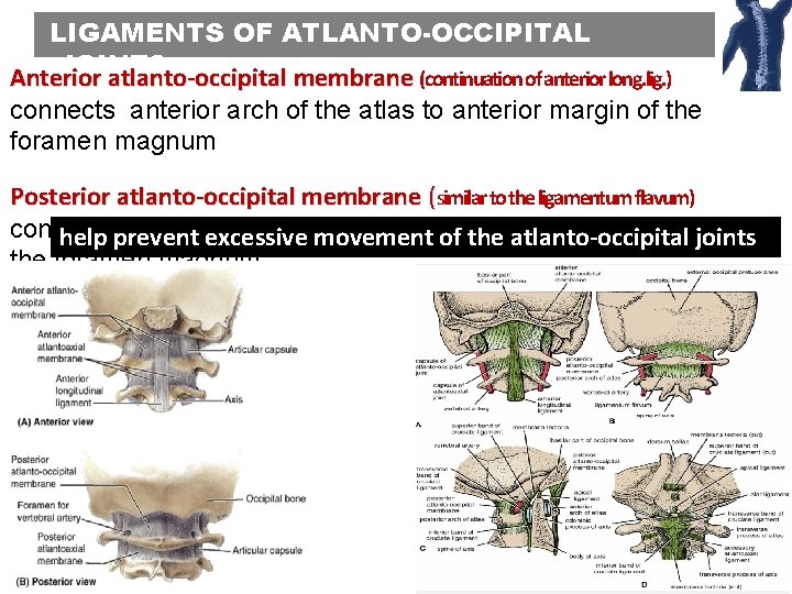 articulatia atlanto occipitala