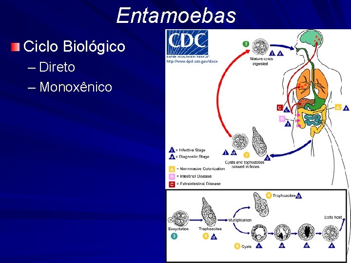 Entamoebas Ciclo Biológico – Direto – Monoxênico 