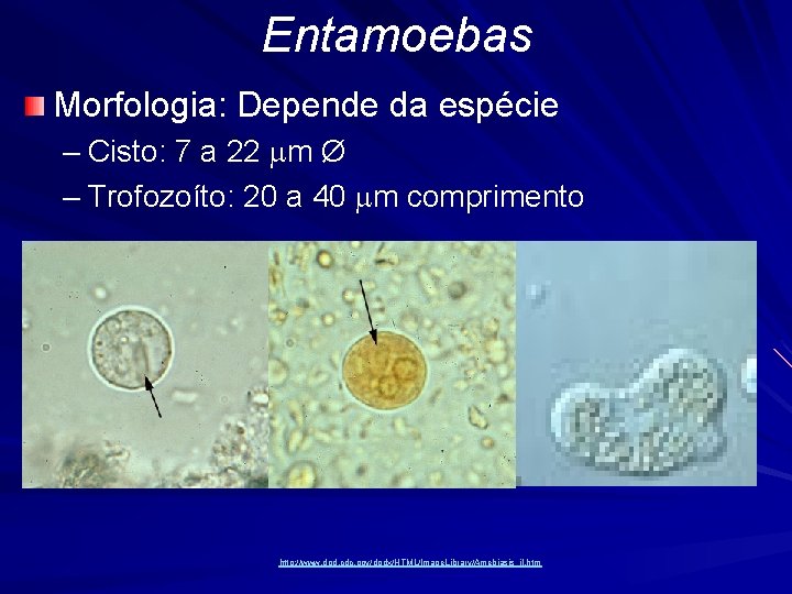 Entamoebas Morfologia: Depende da espécie – Cisto: 7 a 22 mm Ø – Trofozoíto: