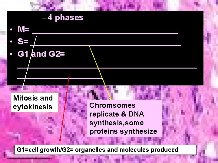 – 4 phases • M= ________________ • S= ________________ • G 1 and G