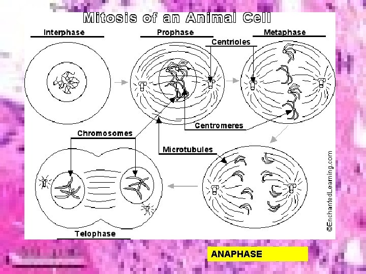 ANAPHASE 