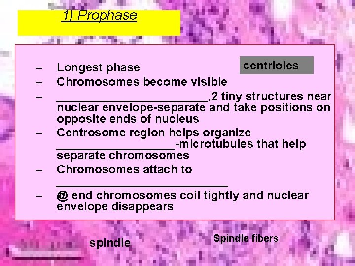 1) Prophase – – – centrioles Longest phase Chromosomes become visible ____________, 2 tiny