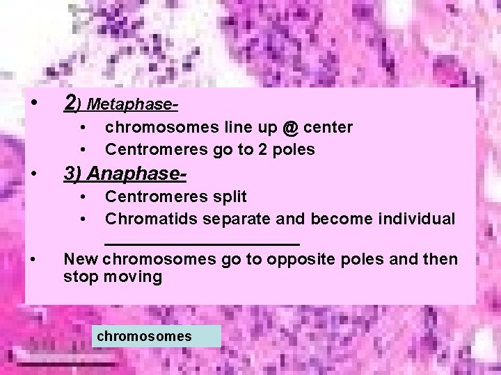  • 2) Metaphase • • • chromosomes line up @ center Centromeres go