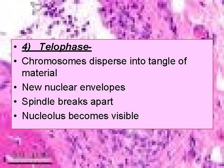 • 4) Telophase • Chromosomes disperse into tangle of material • New nuclear