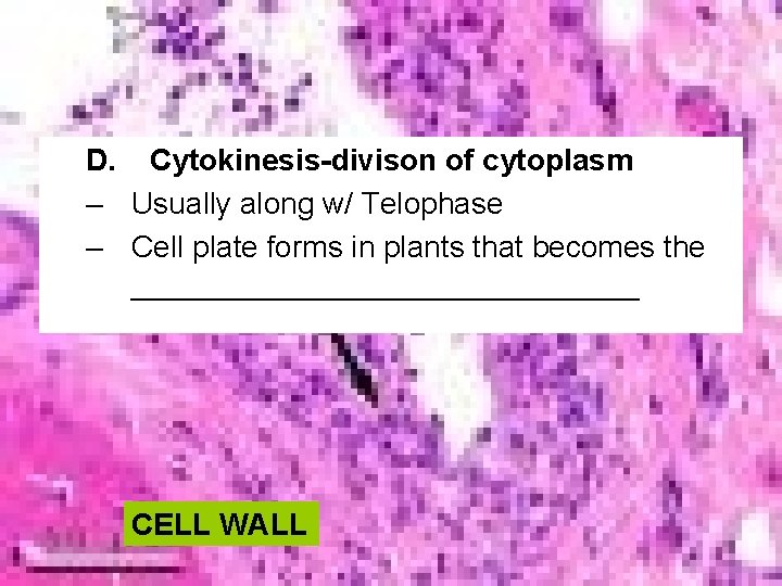 D. Cytokinesis-divison of cytoplasm – Usually along w/ Telophase – Cell plate forms in