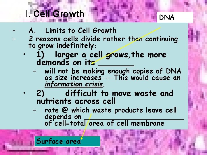 I. Cell Growth – – • DNA A. Limits to Cell Growth 2 reasons