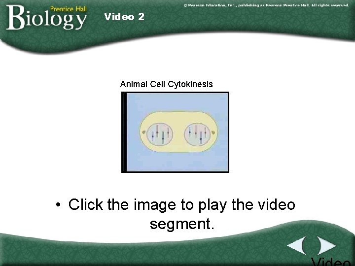 Video 2 Animal Cell Cytokinesis • Click the image to play the video segment.