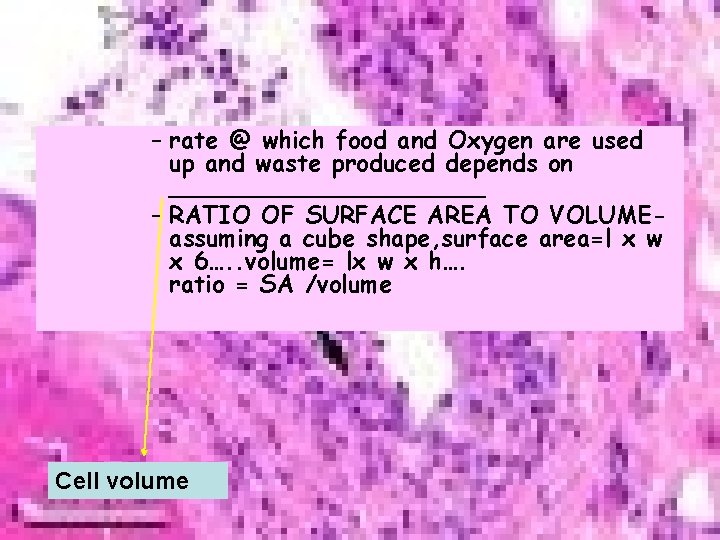 – rate @ which food and Oxygen are used up and waste produced depends