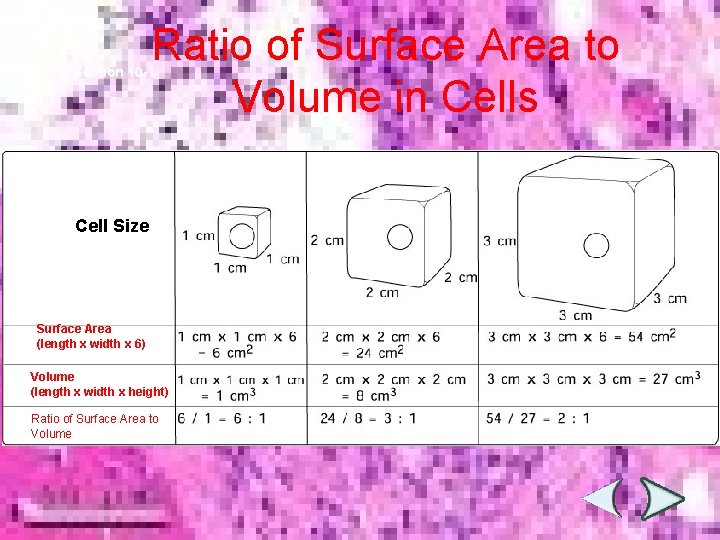 Ratio of Surface Area to Volume in Cells Section 10 -1 Cell Size Surface