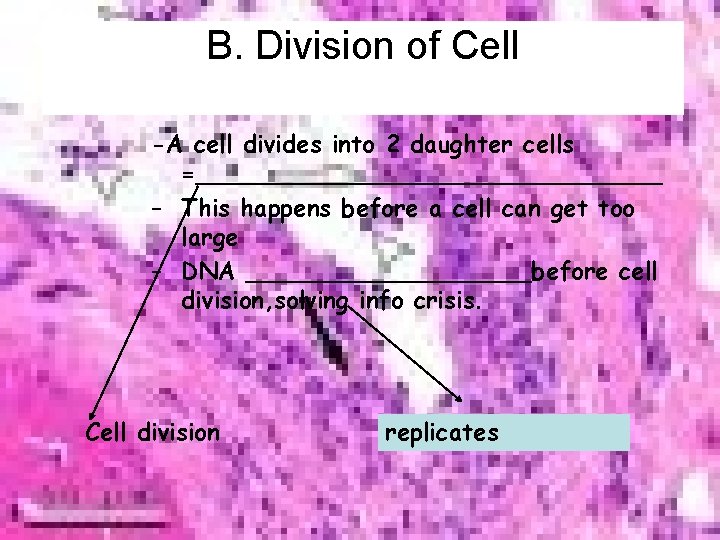 B. Division of Cell -A cell divides into 2 daughter cells =________________ – This