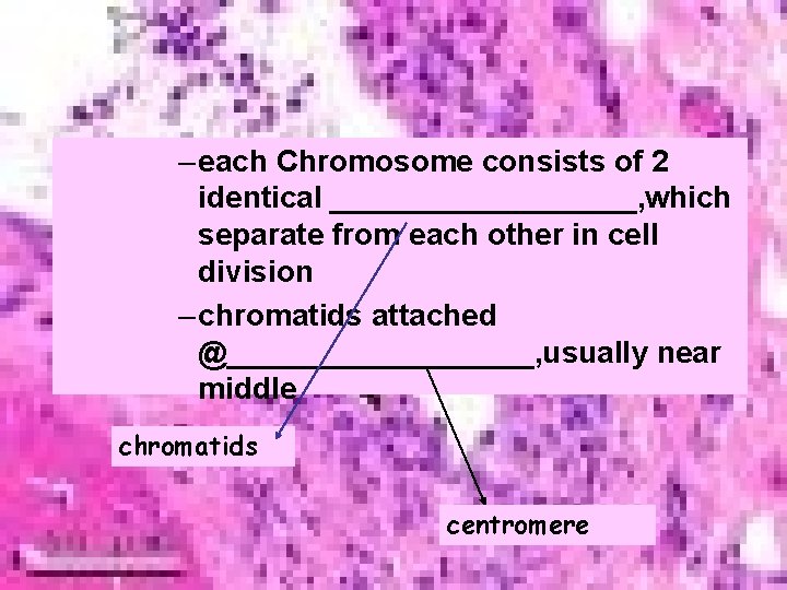 – each Chromosome consists of 2 identical _________, which separate from each other in