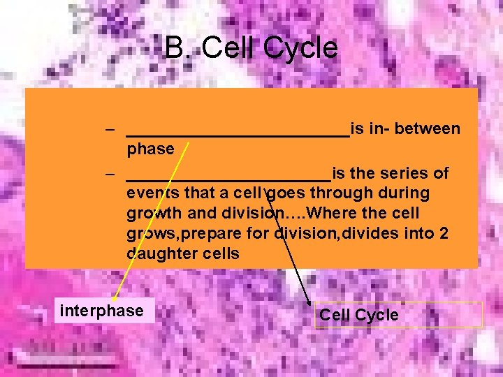 B. Cell Cycle – ____________is in- between phase – ___________is the series of events