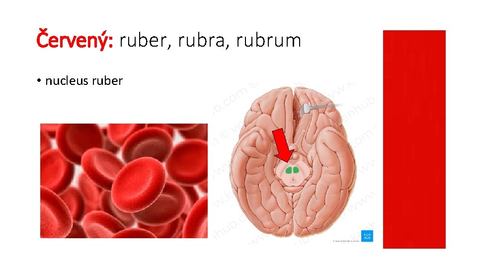 Červený: ruber, rubra, rubrum • nucleus ruber 