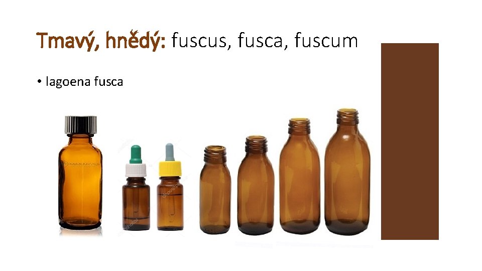 Tmavý, hnědý: fuscus, fusca, fuscum • lagoena fusca 