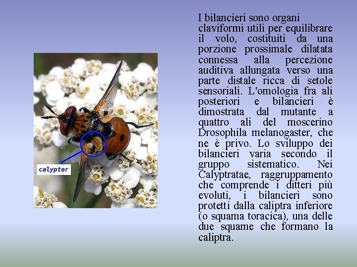 I bilancieri sono organi claviformi utili per equilibrare il volo, costituiti da una porzione