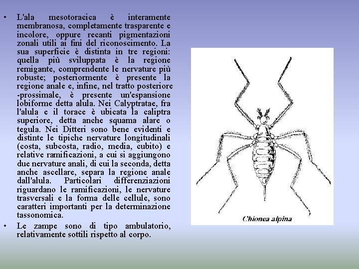  • • L'ala mesotoracica è interamente membranosa, completamente trasparente e incolore, oppure recanti