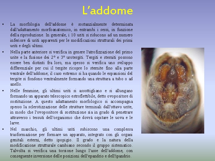 L’addome • • La morfologia dell'addome è sostanzialmente determinata dall'adattamento morfoanatomico, in entrambi i