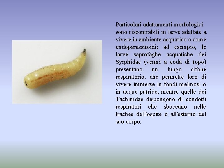 Particolari adattamenti morfologici sono riscontrabili in larve adattate a vivere in ambiente acquatico o