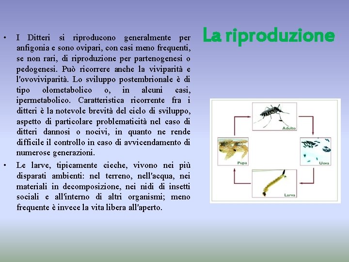  • • I Ditteri si riproducono generalmente per anfigonia e sono ovipari, con